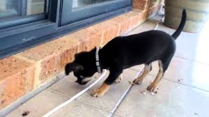 Check spelling or type a new query. My Dog Ate A Cockroach Will He Get Sick Our Fit Pets