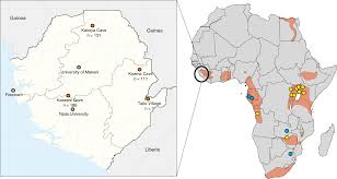 Marburg virus is a hemorrhagic fever virus of the filoviridae family of viruses and a member of the species marburg marburgvirus, genus marburgvirus.marburg virus (marv) causes marburg virus disease in humans and other primates, a form of viral hemorrhagic fever. Isolation Of Angola Like Marburg Virus From Egyptian Rousette Bats From West Africa Nature Communications