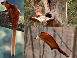 A Giant Red Flying Squirrel Petaurista Petaurista Was Found In Rural Bandarban Bangladesh Hurones Perrito De La Pradera Ardillas