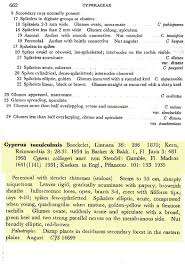 Image result for Cyperus tenuiculmis