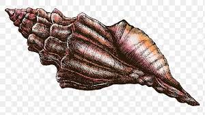 Colorful Conch Sea Shell Png Transparent Premium Image By Rawpixel Com Noon