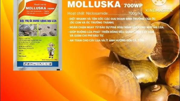 Molluska 700WP