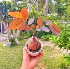 Image result for Phyllanthus paxii