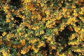 Image result for Berberis darwinii