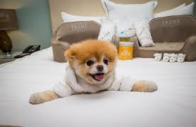 Luxury Hotels Offering Specialized Pet Services Luxury Dog Kennels Pet Hotel Dog Walking Services