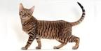 Toyger Kittens For Sale