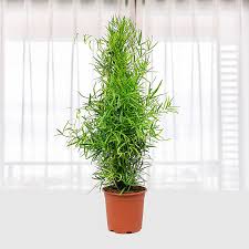 Image result for Asparagus falcatus