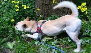 How To Get Your Dog To Stop Eating Grass Farmer S Exchange Townsend