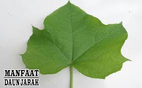 Caranya kurang lebih sama dengan pengobatan terhadap penyakit rematik sebelumnya. Wajib Baca 18 Manfaat Daun Jarak Pagar Untuk Bayi Dan Facebook