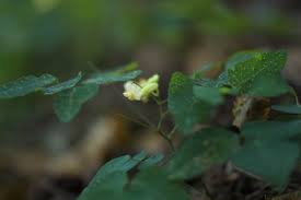 Image result for Dumasia