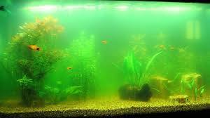 Cloudy Fish Tank Its Reasons And Solutions Aquarium Algae Pet Hacks Nature Aquarium