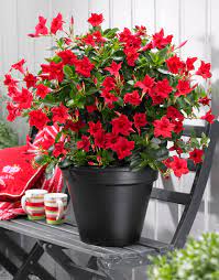 Dipladenia Red I Bought This From Mary S Nursery In Murfreesboro It Can Be Grown As An Annual Or As A Perennial Soooo P Mandevilla Vine Red Plants Plants