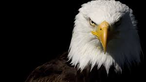 Burung kuning, burung kenari faktor merah burung kenari kuning, columbidae ilustrasi burung, lukisan cat air burung, sketsa gambar, burung, parkit, wallpaper komputer, vertebrata png. Bald Eagle 1920x1080 Eagle Wallpaper Eagle Images Bald Eagle