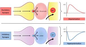 List of 44 best 👍 ipsp meaning forms based on votes. Synaptic Transmission Bioninja
