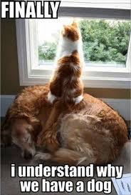 The most beautiful quality of cats is their nobility and quiet grace in whatever situation they encounter. Amazing Funny Cat Photoshop Pictures D Cute Animals Funny Animal Pictures Funny Animals