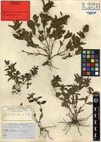 Image result for Dyschoriste radicans