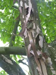 Image result for Pearsonia cajanifolia