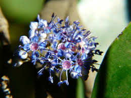 Image result for Memecylon myrianthum