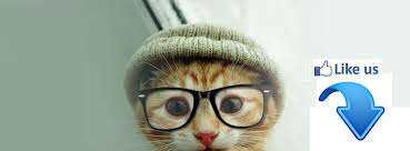 200 pieces of funny animal pictures. Funny Animal Videos Home Facebook