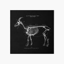 Human anatomy for muscle, reproductive, and skeleton. Cow Anatomy Black White Vintage Drawing Art Board Print By Bergulator Redbubble