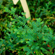 Image result for Selaginella vogelii