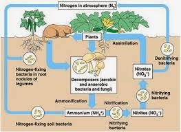 Pengertian daur nitrogen, siklus, proses, bentuk dan contoh adalah proses konversi senyawa yang mengandungunsur nitrogen menjadi berbagai macam bentuk kimiawi yang lain. Proses Nitrifikasi Dan Denitrifikasi Info Pendidikan Dan Biologi