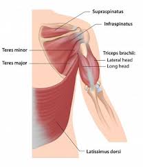 The shoulder anatomy includes the anterior deltoid, lateral deltoid, posterior deltoid, as well as the 4 rotator cuff muscles. Understanding Shoulder Anatomy