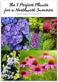 The 7 Perfect Plants For A Northwest Summer Tips For Picking The Best Plants For T Perfect Plants Pacific Northwest Flowers Pacific Northwest Garden