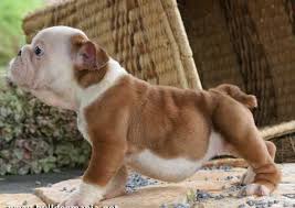 Don't miss what's happening in your neighborhood. Mini English Bulldog Puppies For Sale In Ohio Zoe Fans Blog Bulldog Puppies Cute Baby Animals Puppies And Kitties