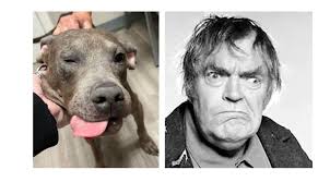 Can anyone guess this puppies name? (You may just show your age--or perhaps  you watched afternoon westerns with your Grandparents) I'm going with the  Grandparents answer personally. 😂 (The picture has disappeared,