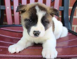 Dog Breeders Near Me Find A Breeder Near Me Today Vip Puppies Dog Breeder Puppies Dog Breeders Near Me