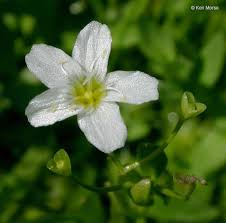 Image result for Montiniaceae