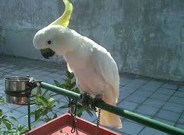 Untuk penggunaannya kami sarankan teteskan beberapa tetes obat sakit gigi cap burung kakak tua pada kapas, kemudian jepit untuk 1 kali terapi membutuhkan 1 botol obat sakit gigi cap burung kakak tua, 1 kotak tiradang bner ga dan obatnya apa tuh kalo kaka tua sembuh gak ya. Tips Memandikan Burung Kakatua Om Kicau