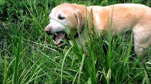 Why Do Dogs Eat Grass Youtube