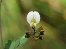 Image result for Smithia elliotii