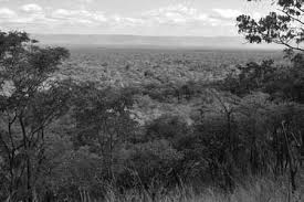 Image result for Physostigma mesoponticum