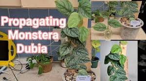 We did not find results for: How To Propagate Monstera Dubia Herunterladen