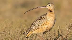 Bird With Long Colorful Beak The Wonderful World Of Bird Beaks Birds Pet Birds Wild Birds