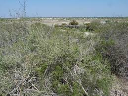 Image result for Lycium mascarenense