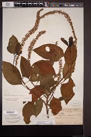 Image result for Loudetia kagerensis