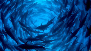 Like Great Whites Tuna Have A Hydrodynamic Shape To Decrease Drag They Also Maintain A High Body Temperature So Th Whale Wars Sea Shepherd Ocean Conservation