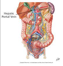 Gsi asked questions about the the area within the peritoneum is referred to as intraperitoneal. Abdominal Organs Anatomy 622 Coursebook