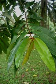 Image result for Pycnanthus angolensis