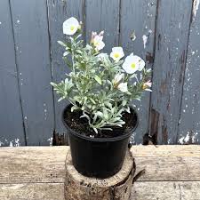 Image result for Convolvulus ocellatus