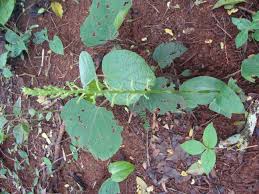 Image result for Habenaria aberrans
