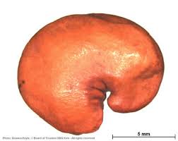 Image result for Philenoptera bussei