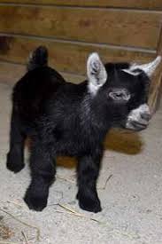 Baby Goat Caught On Camera With A Spring In Its Step Happy Dance Video With Images Baby Goats Cute Goats Happy Dance Video