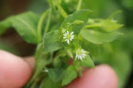See more ideas about edible wild plants, wild plants, plants. 10 Edible Wild Flowers The L Oven Life