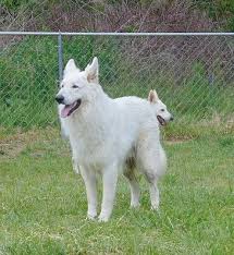 White german shepherd puppies for sale in missouri. 25 Top Pictures German Shepherd Puppies For Sale In Missouri Masters Creek Appaloosa And Shepherds Miss Yellowlemon