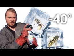 Elles ont été spectaculaires pendant plusieurs semaines, mais maintenant, que faire? Test Je Detruis Un Nid De Guepes Avec Une Bombe De Froid Youtube